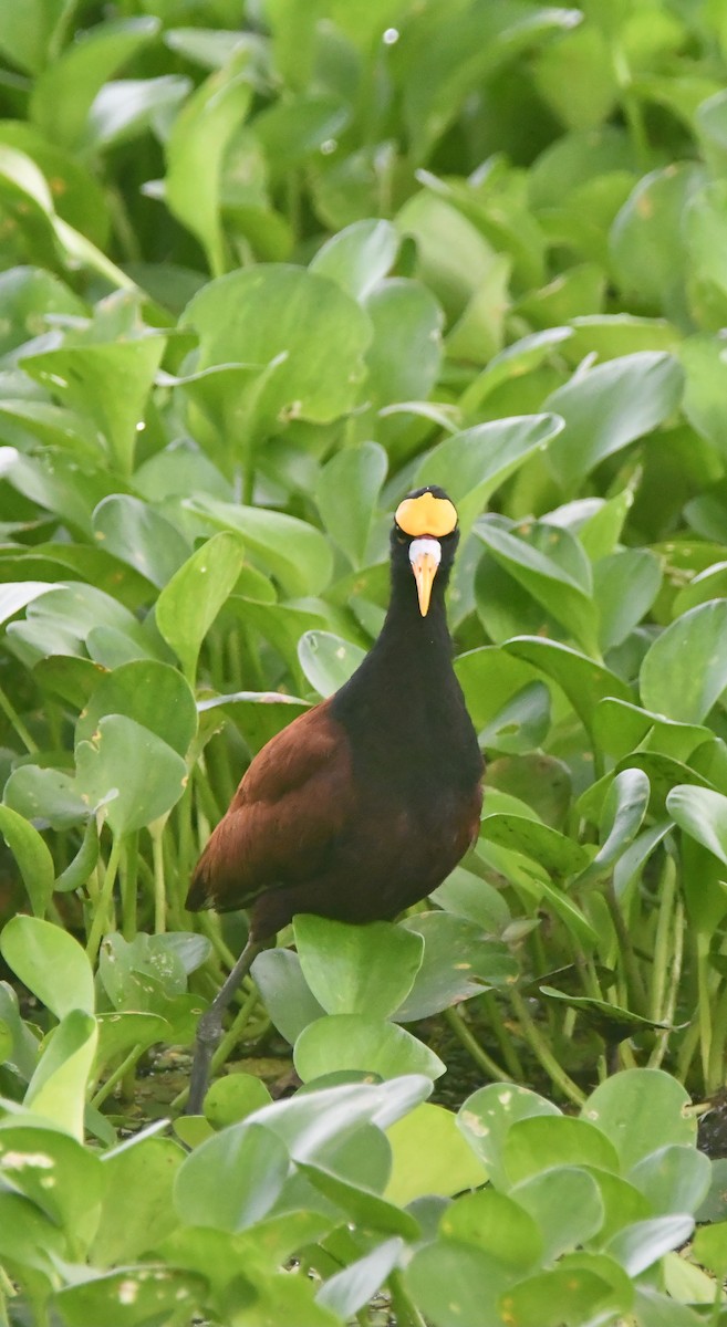 Gelbstirn-Blatthühnchen - ML646251611