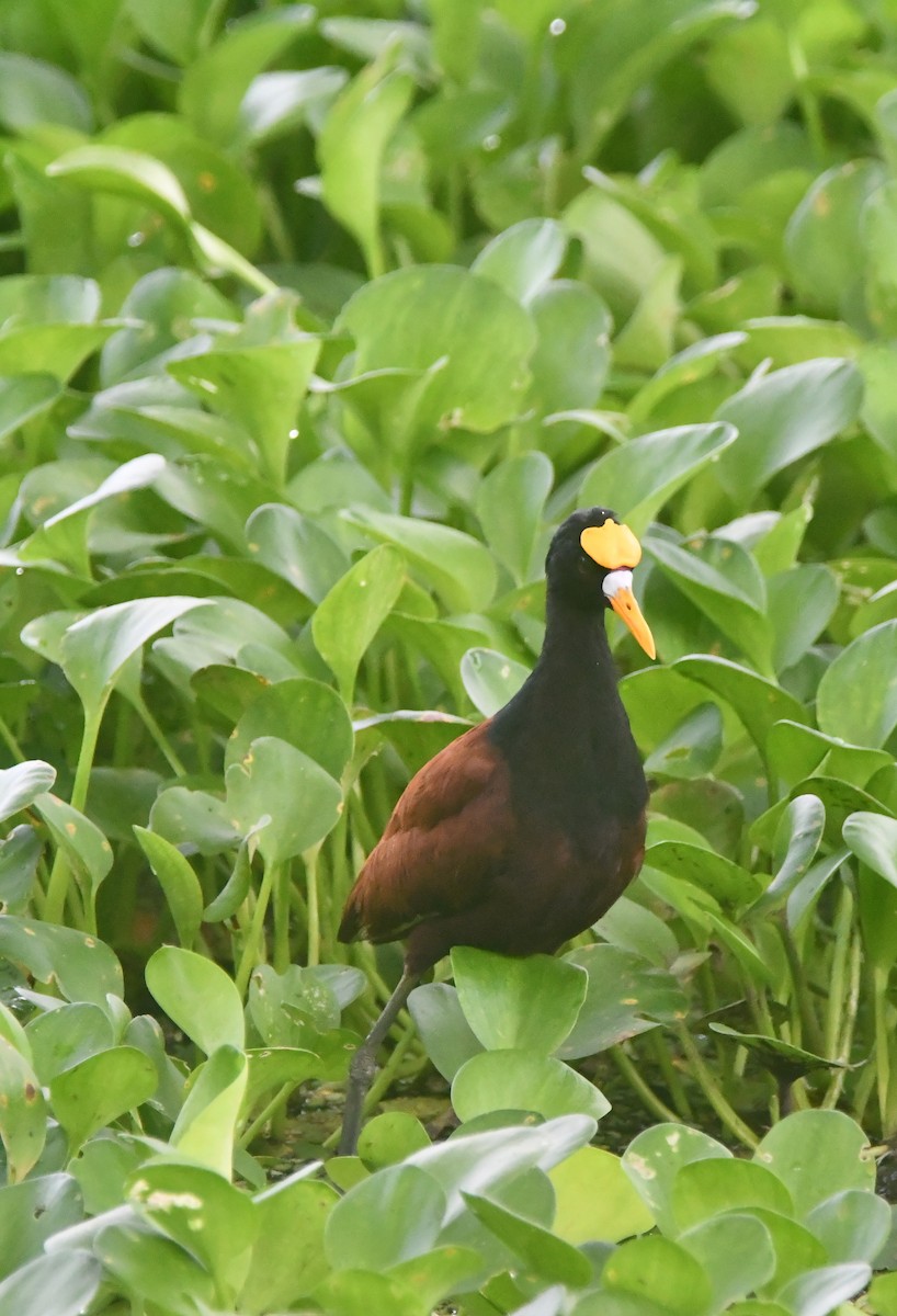 Gelbstirn-Blatthühnchen - ML646251612