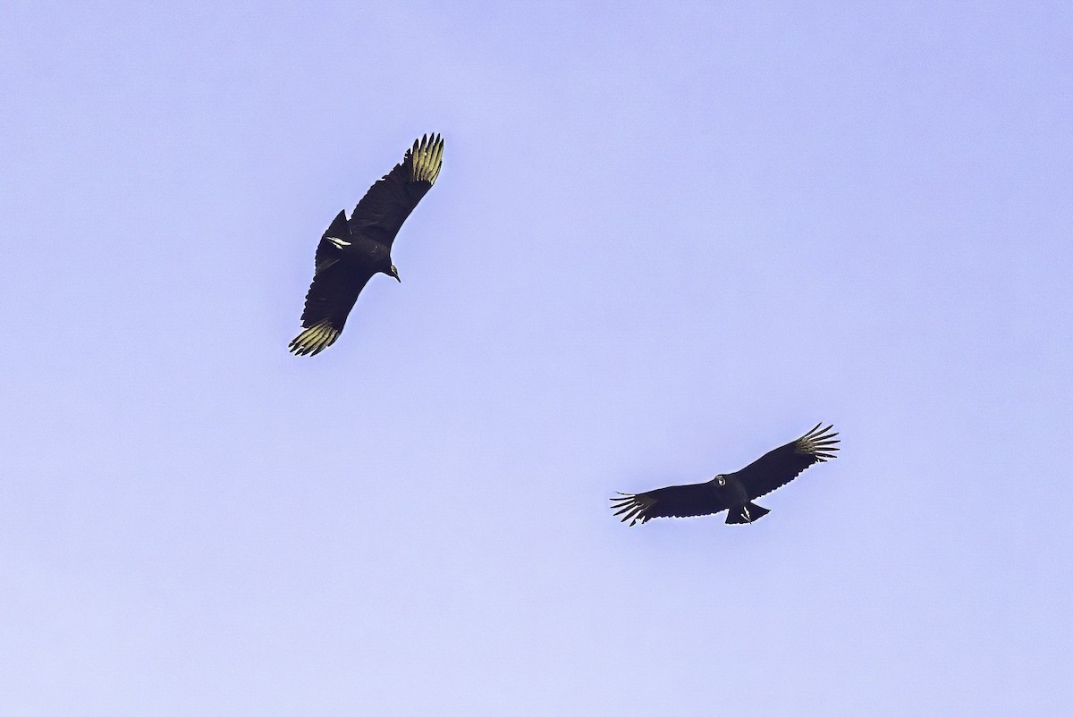 Rabengeier - ML646251613