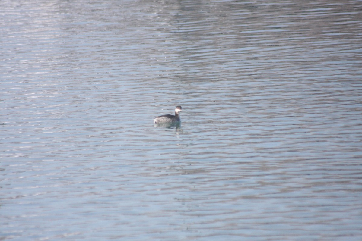 טבלן לבן-לחיים - ML646251614