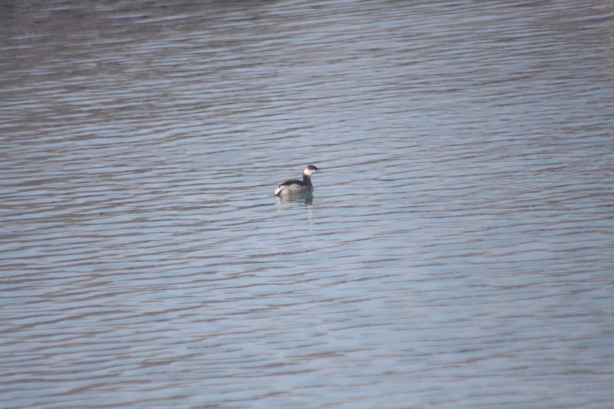 טבלן לבן-לחיים - ML646251616