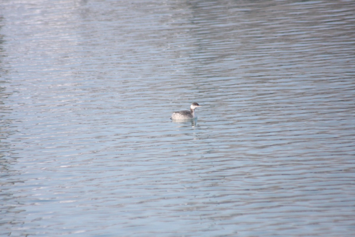 טבלן לבן-לחיים - ML646251617