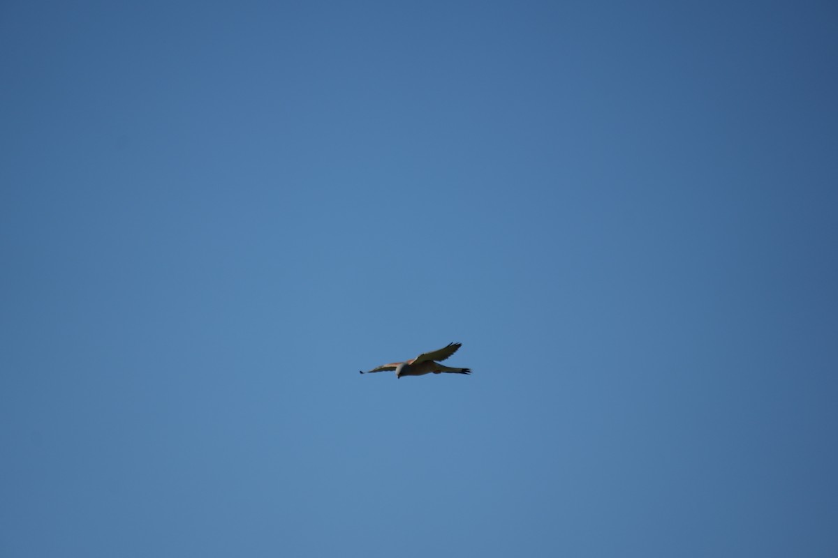 Lesser/Eurasian Kestrel - ML646251622