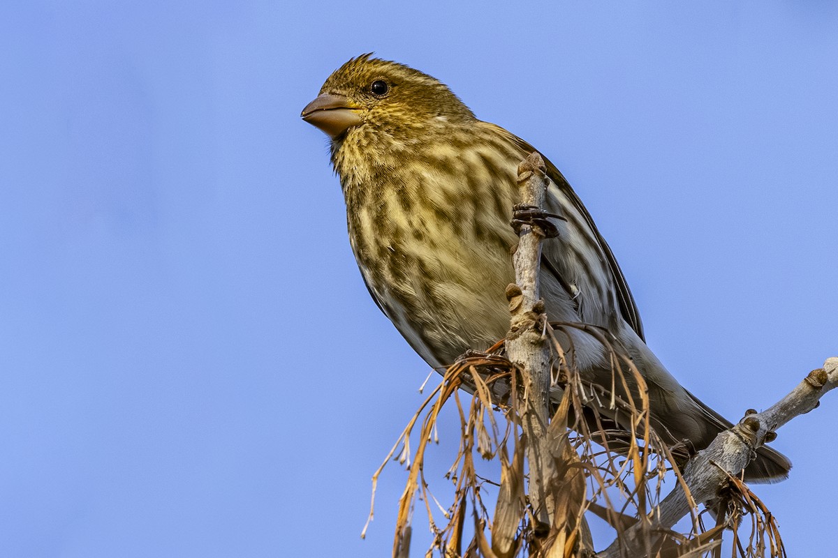 Purple Finch - ML646251625