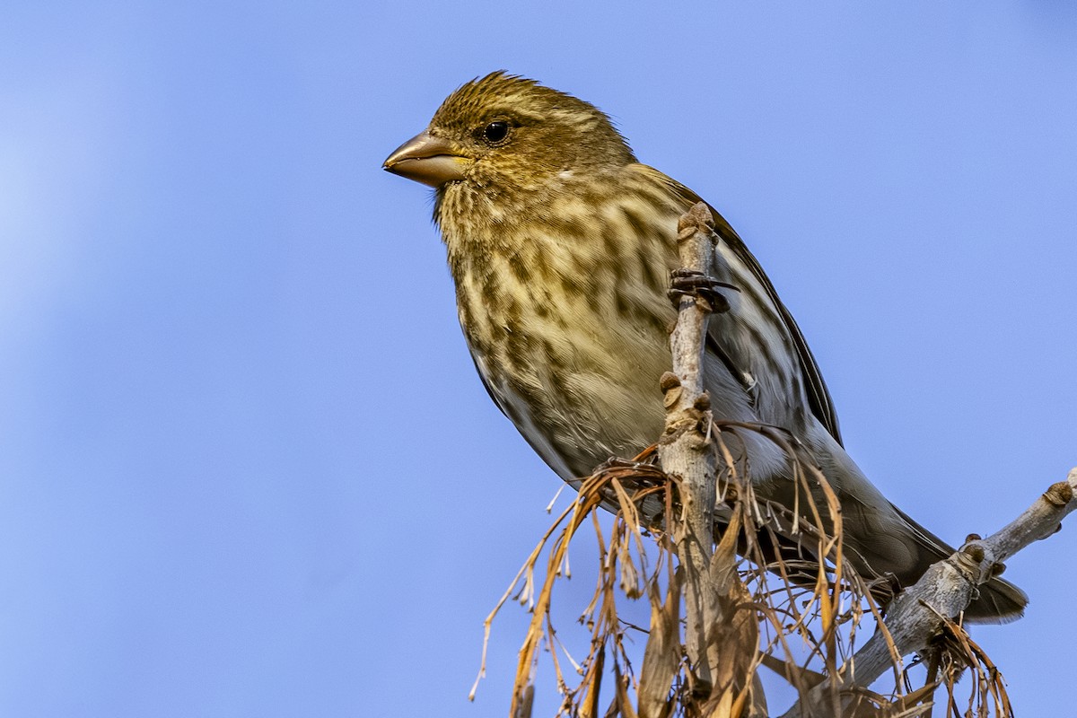 Purple Finch - ML646251626