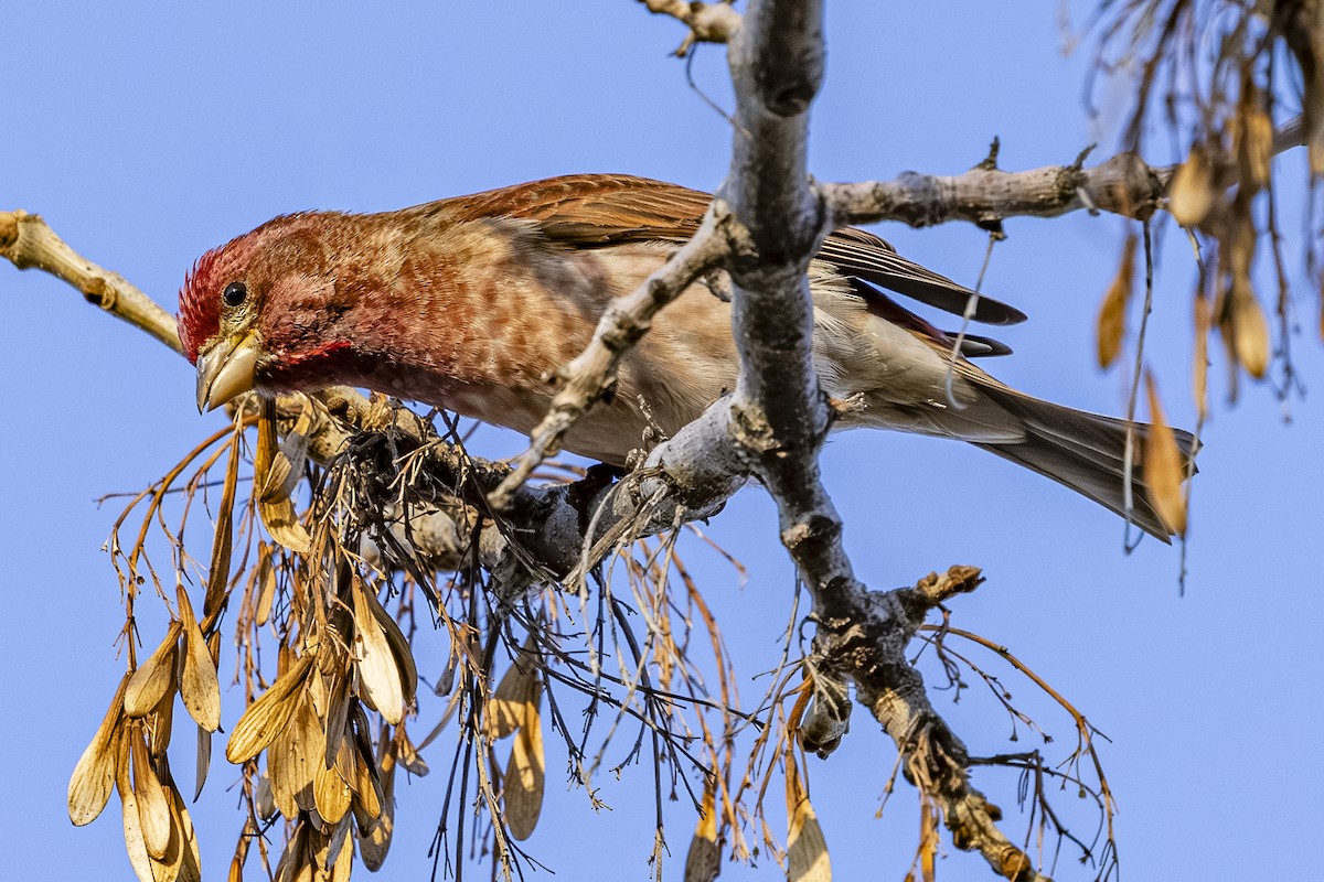 Purple Finch - ML646251627