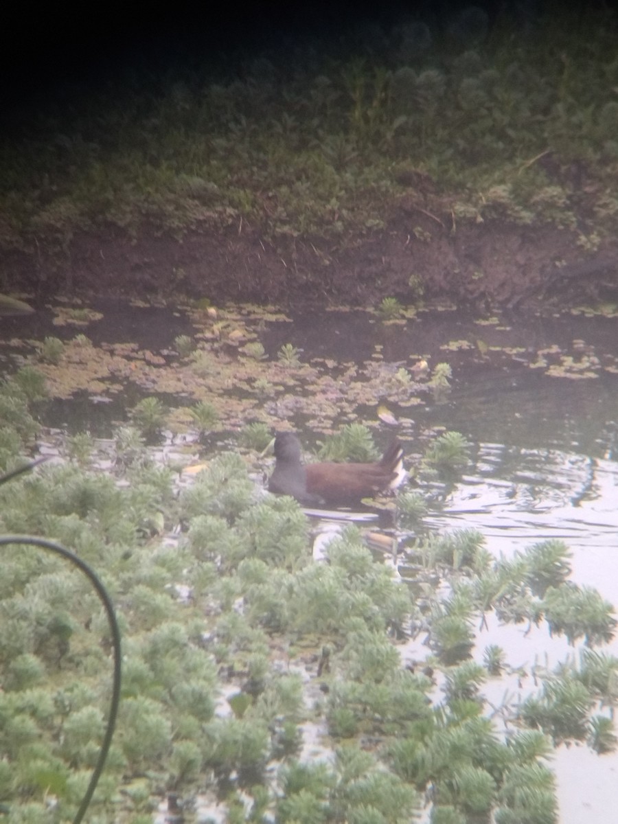 flekksivhøne - ML646251637