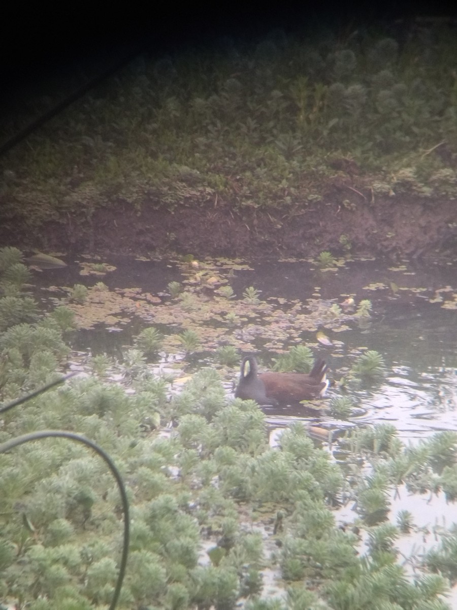 flekksivhøne - ML646251642