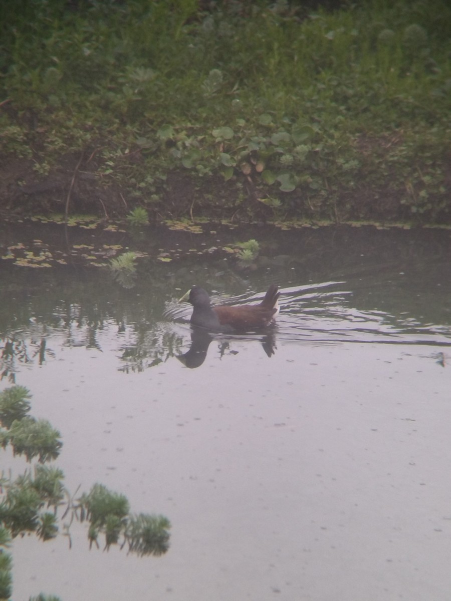 flekksivhøne - ML646251643