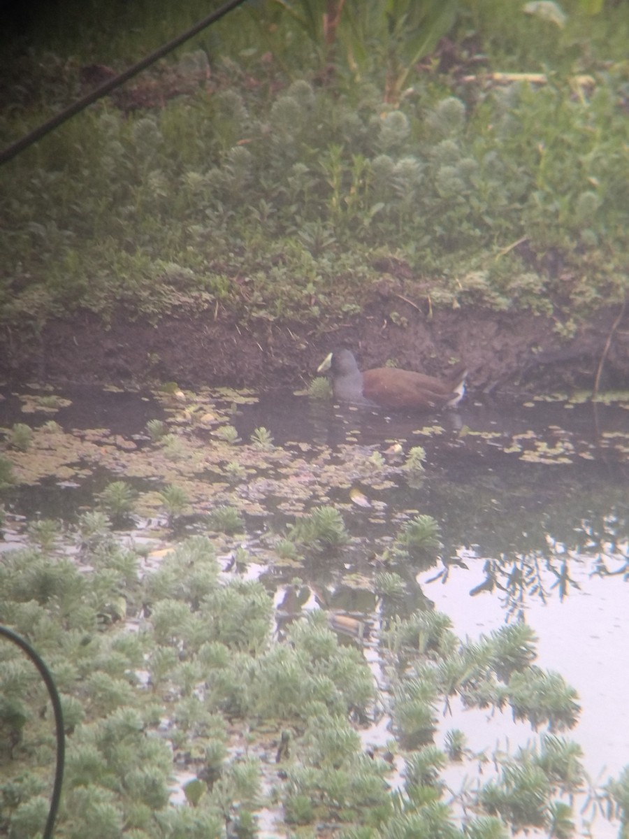 flekksivhøne - ML646251644