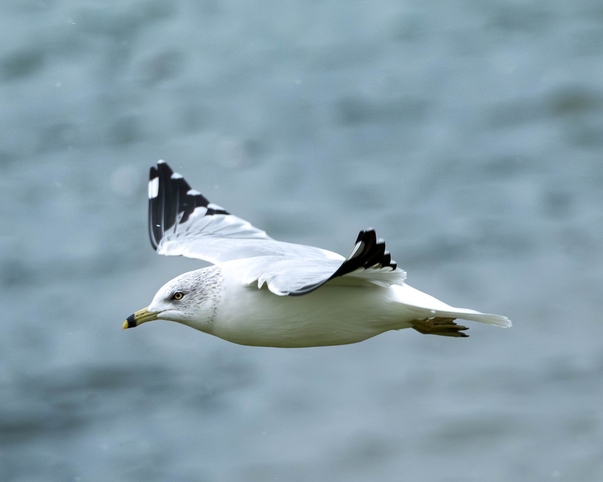 racek kroužkozobý - ML646251649