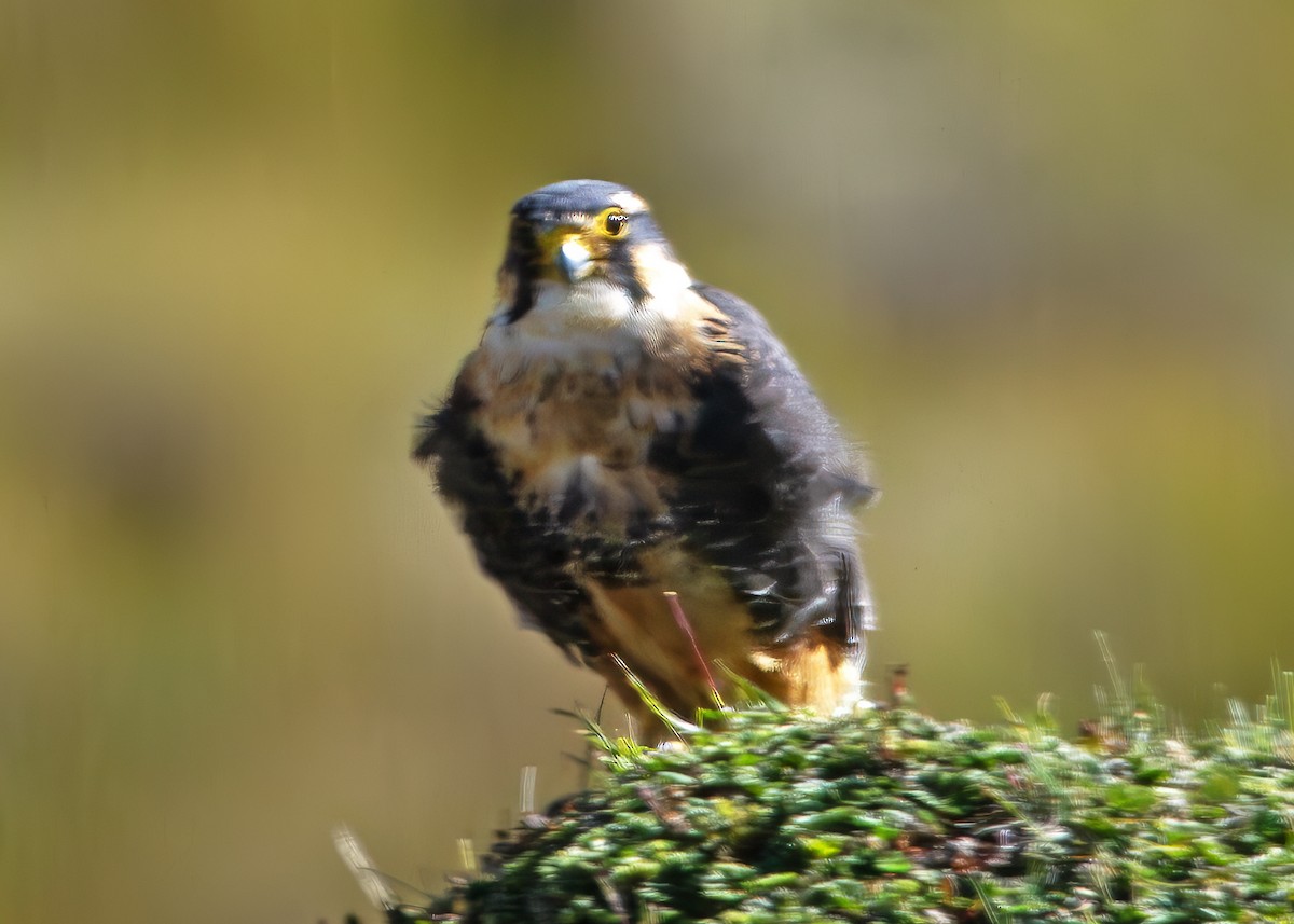 Aplomado Falcon - ML646251651