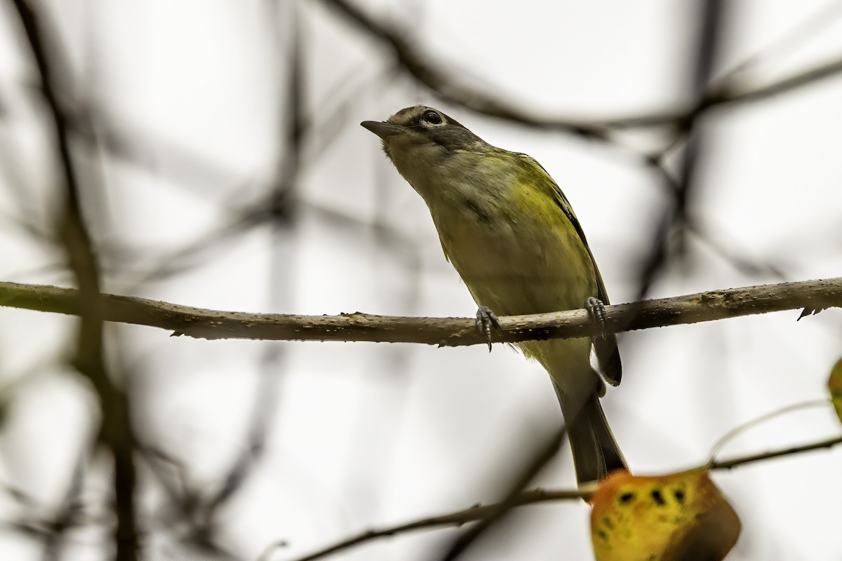 eremittvireo - ML646251652