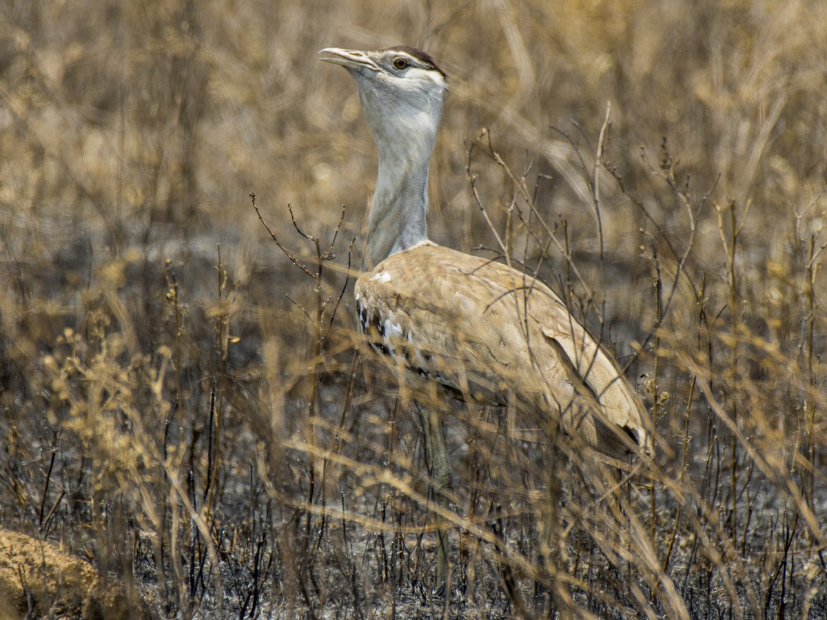 australiatrappe - ML646251653