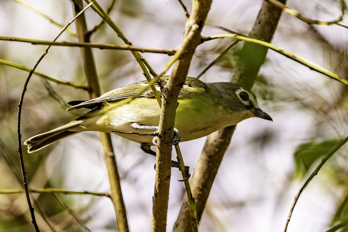eremittvireo - ML646251654