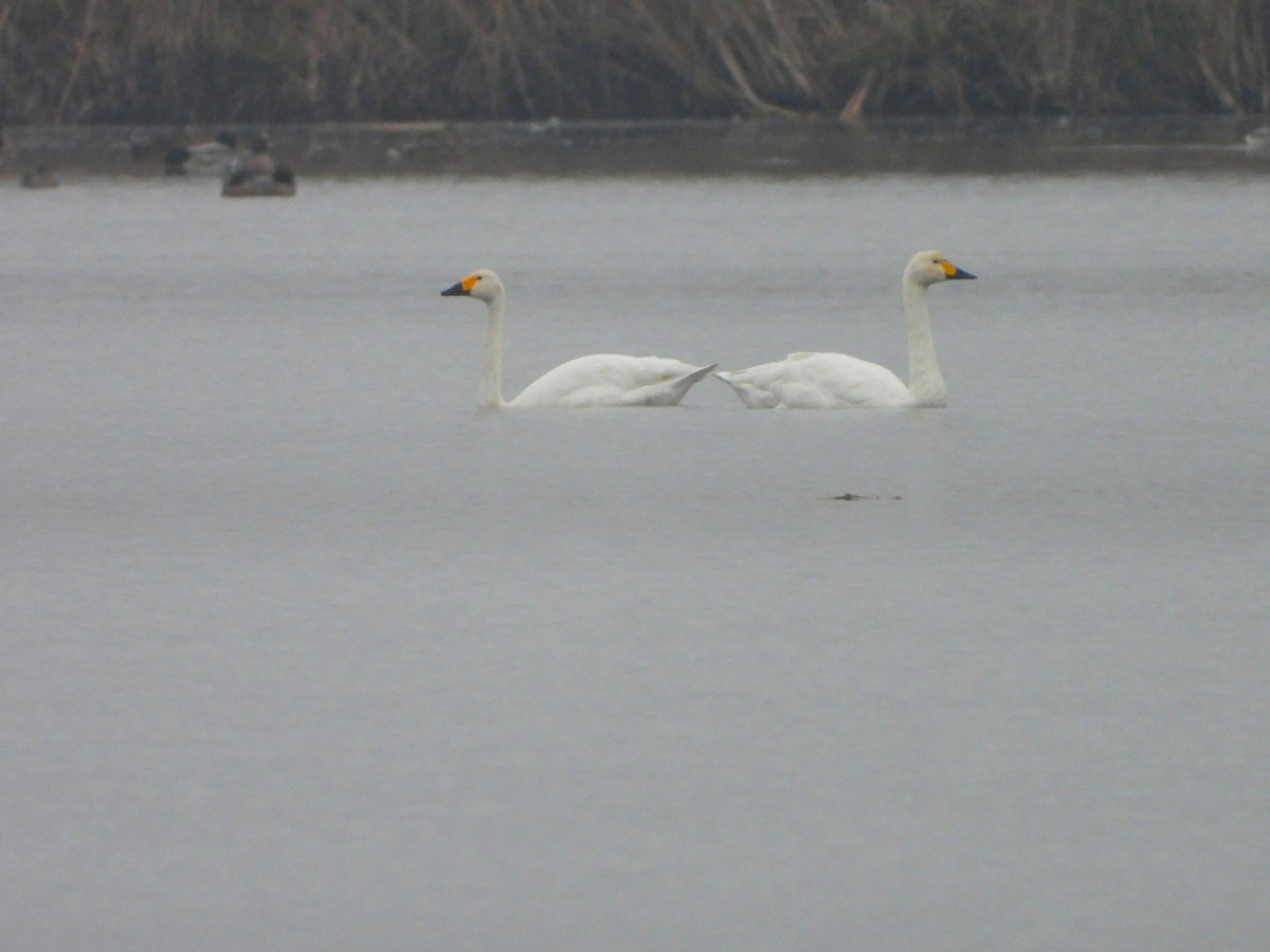 dvergsvane - ML646251655