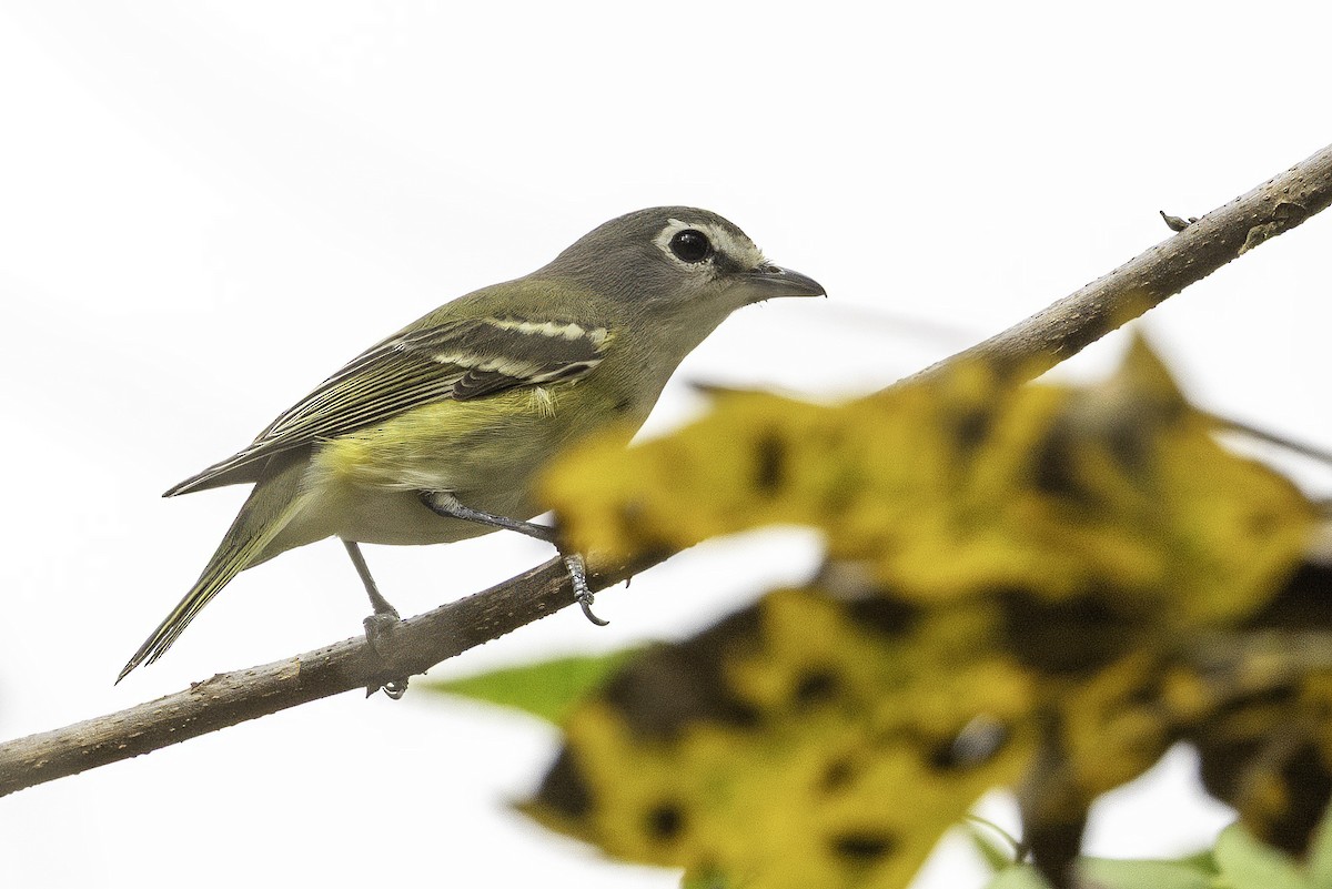 eremittvireo - ML646251656