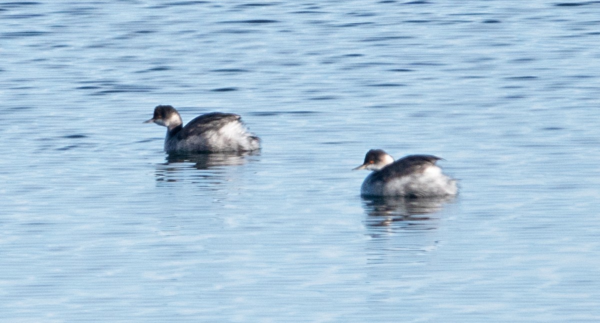 svarthalsdykker - ML646251657