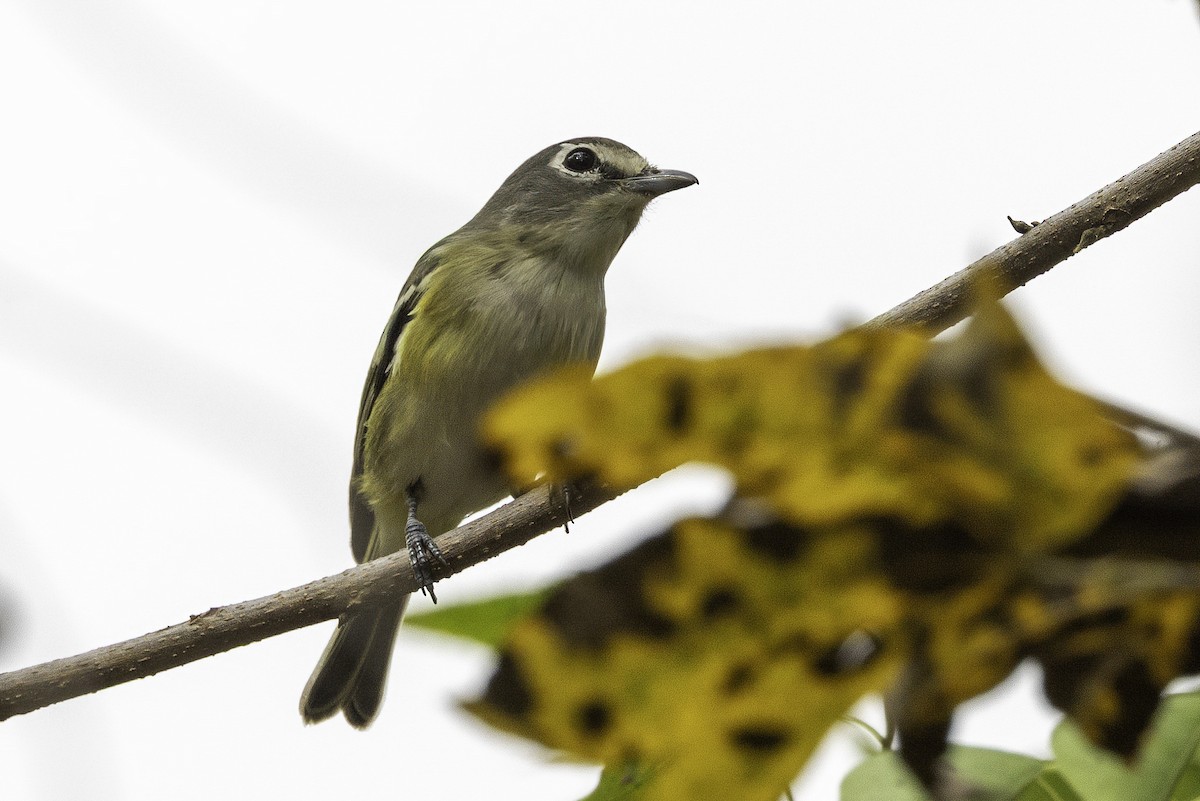 eremittvireo - ML646251659