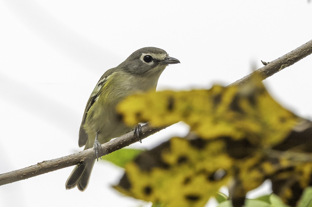 eremittvireo - ML646251660