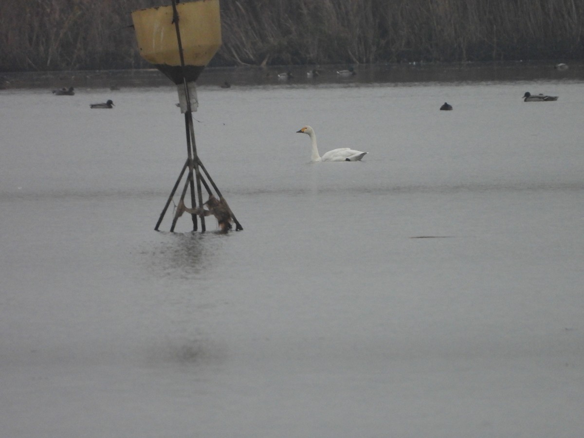 dvergsvane - ML646251661