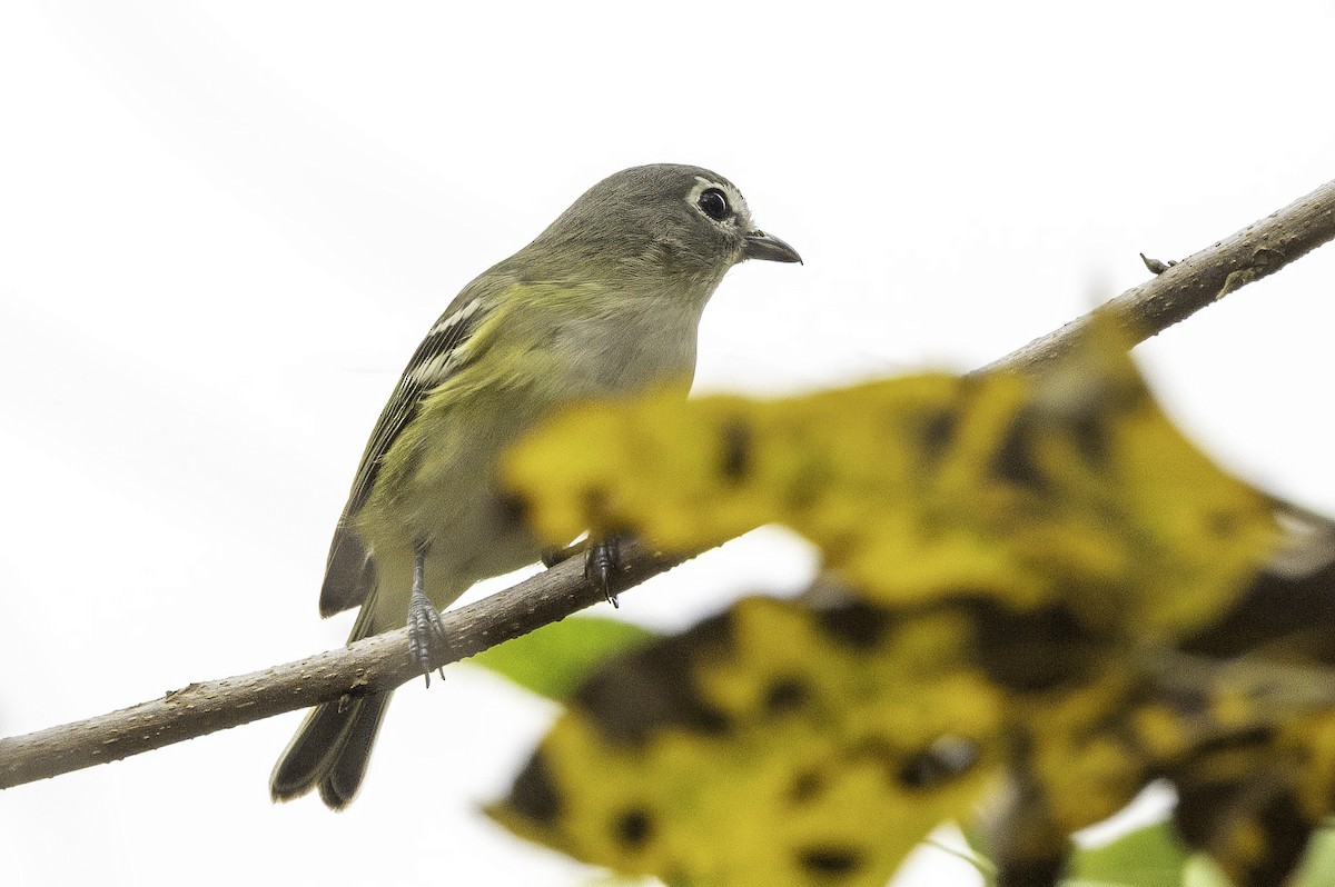 eremittvireo - ML646251662