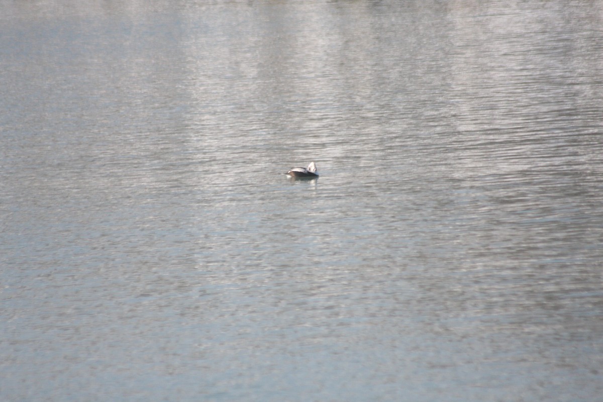 havelle - ML646251665