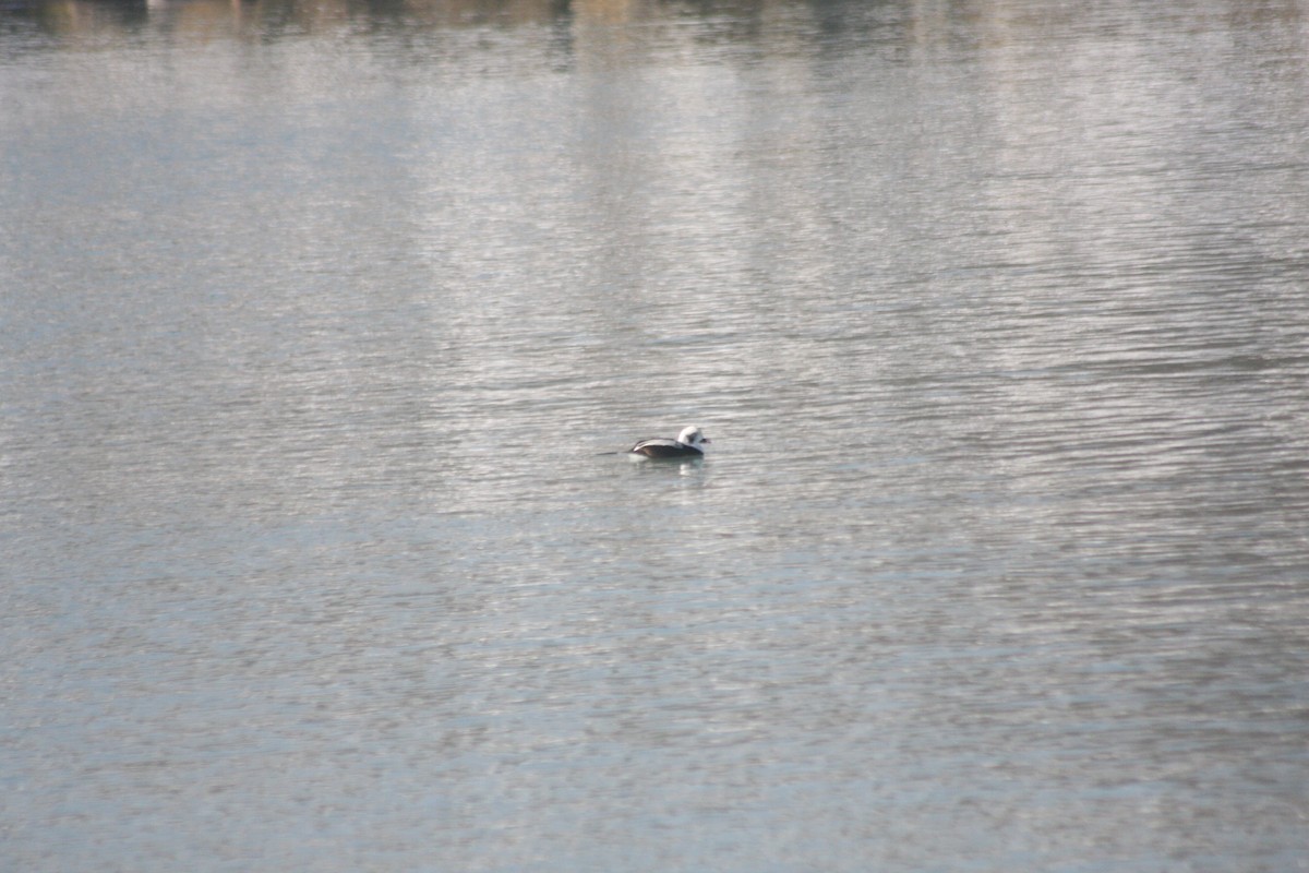 havelle - ML646251666