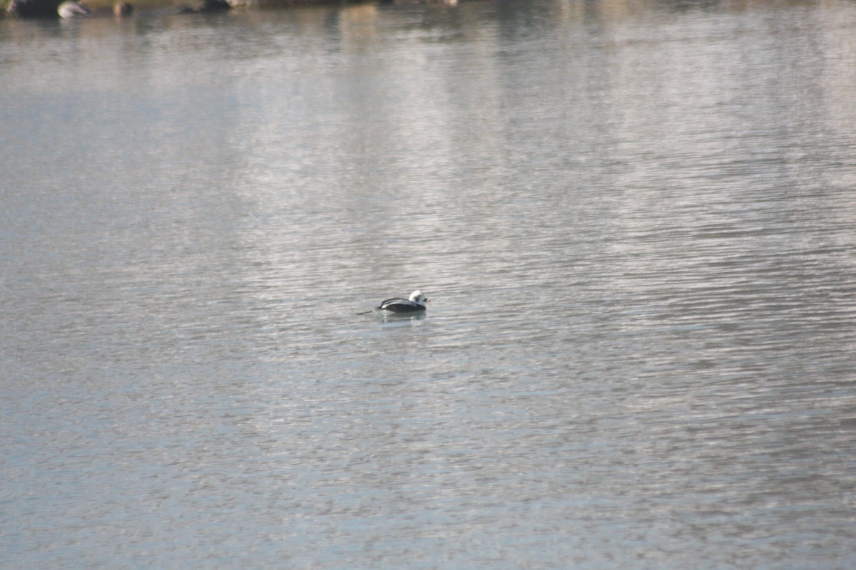 havelle - ML646251667