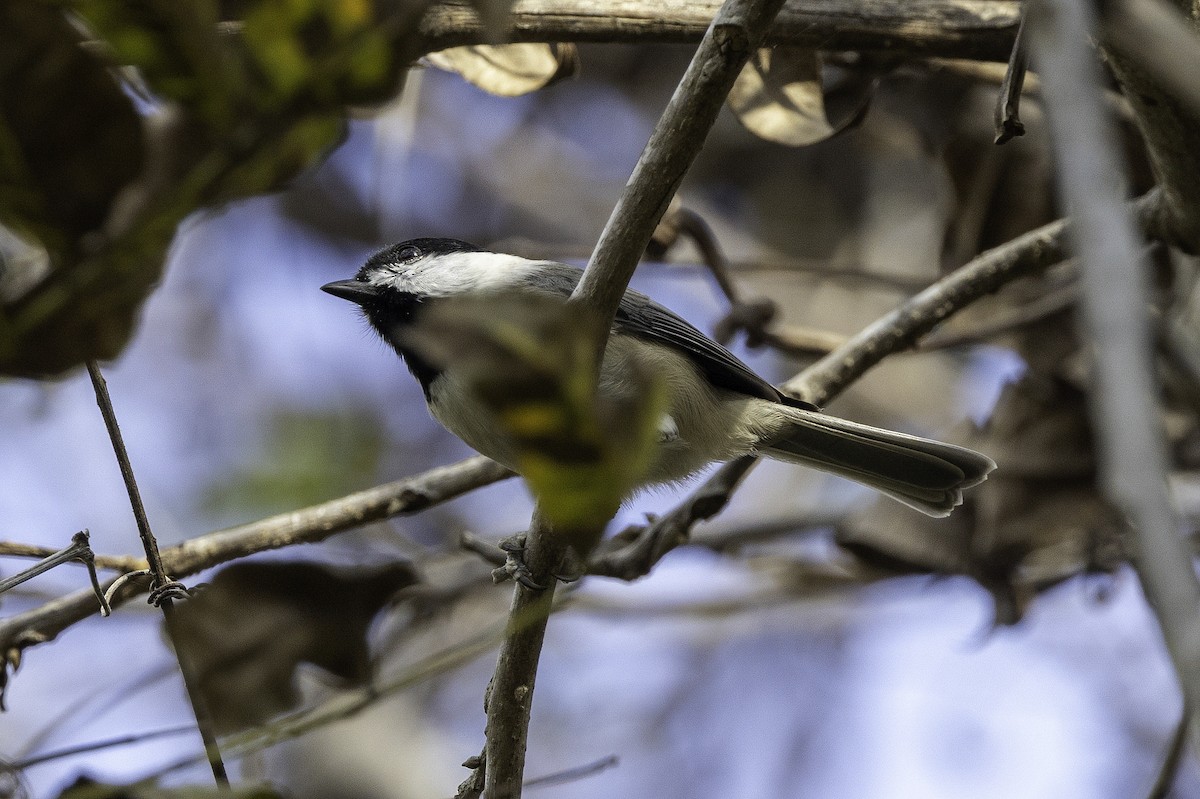 karolinameis - ML646251669