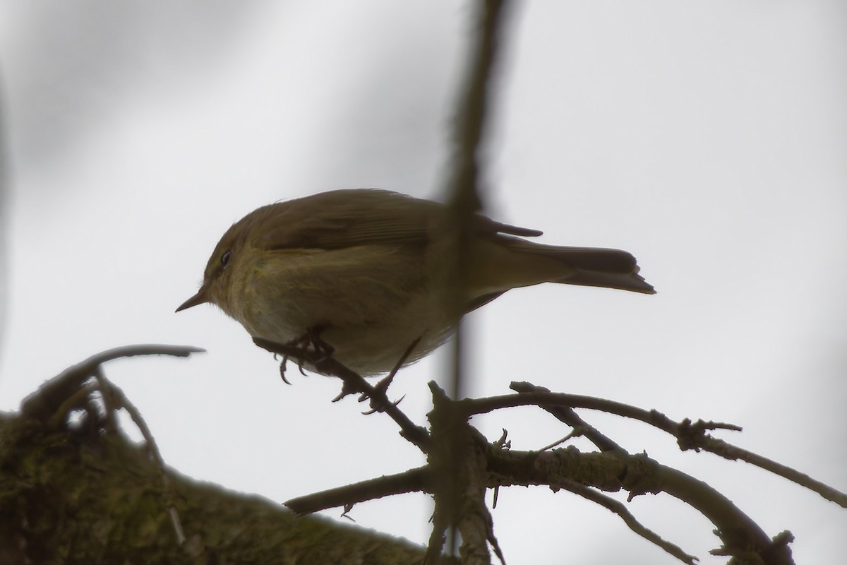 gransanger - ML646251670