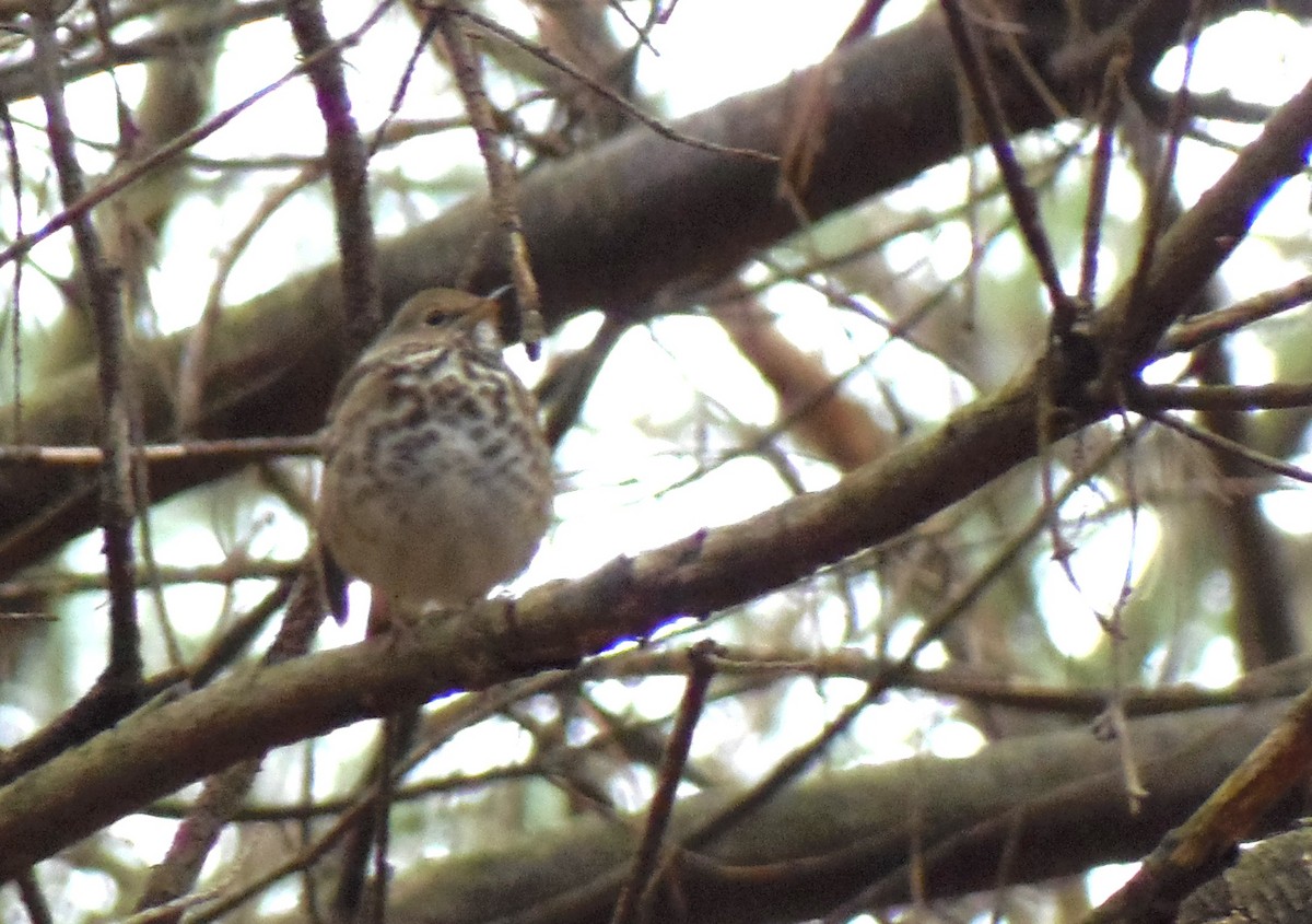 eremittskogtrost - ML646251671