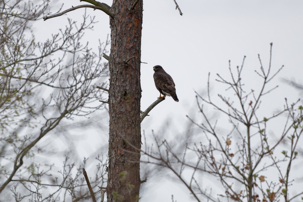 musvåk - ML646251672