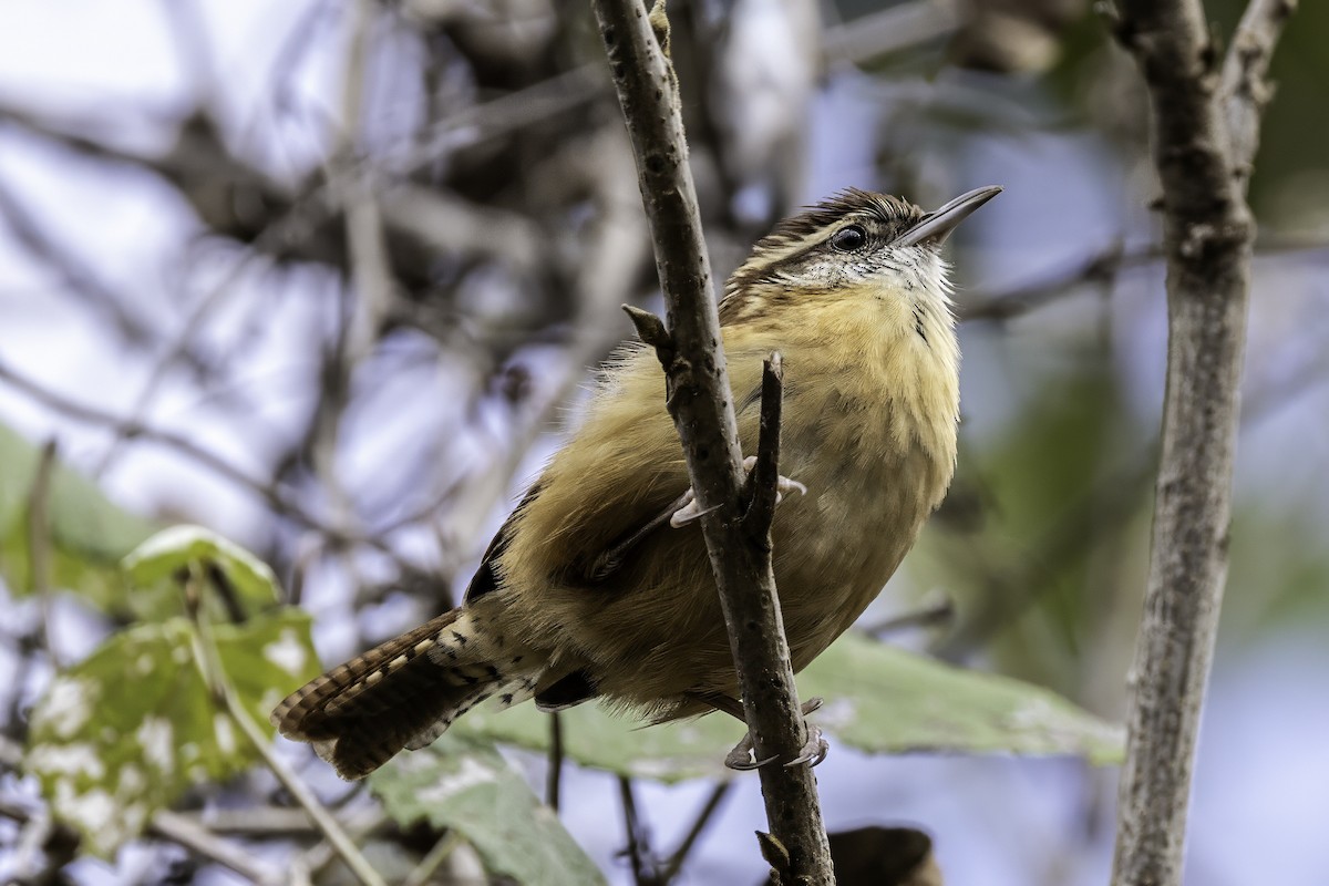 karolinasmett - ML646251673