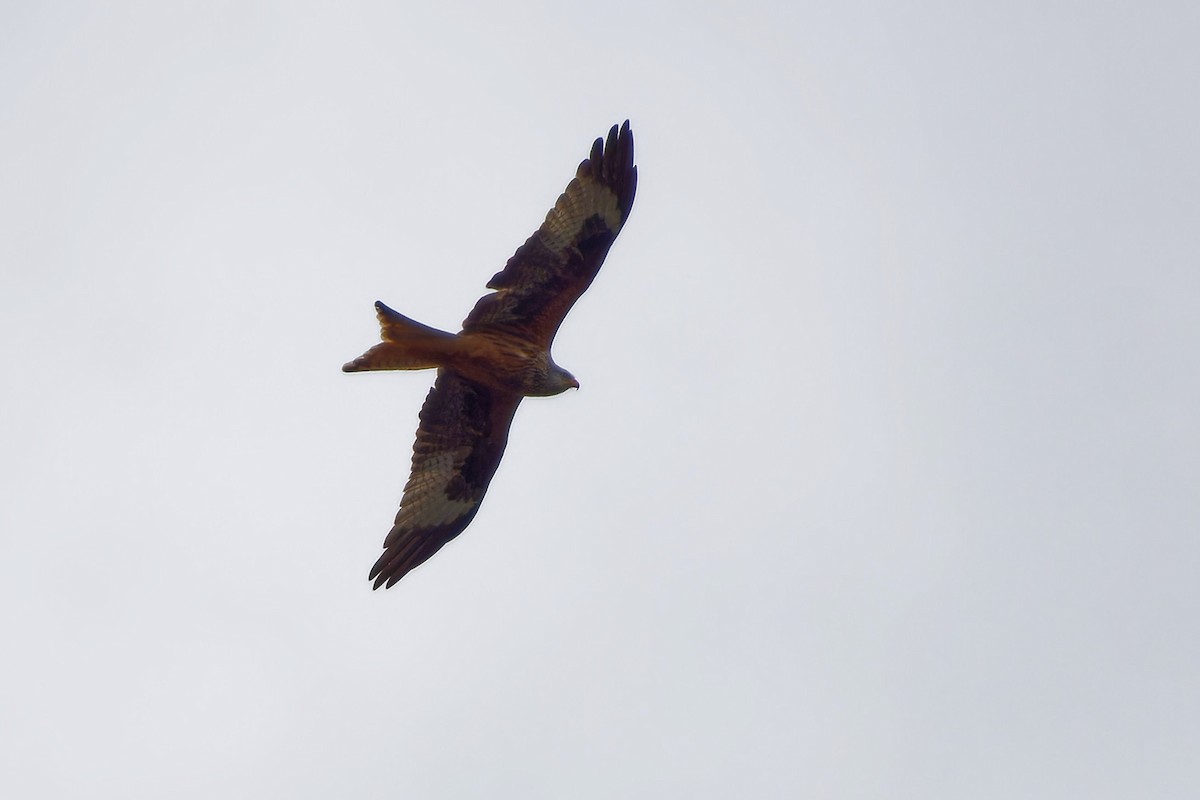 rødglente - ML646251674