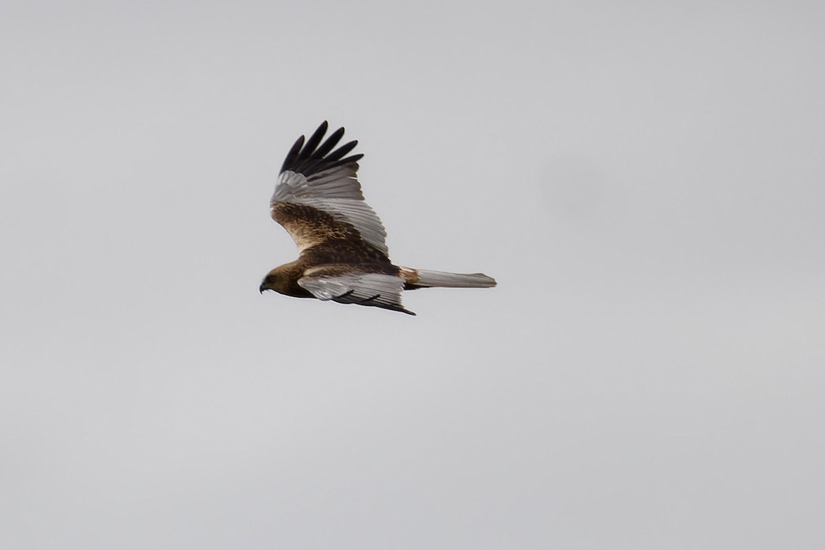 sivhauk - ML646251675