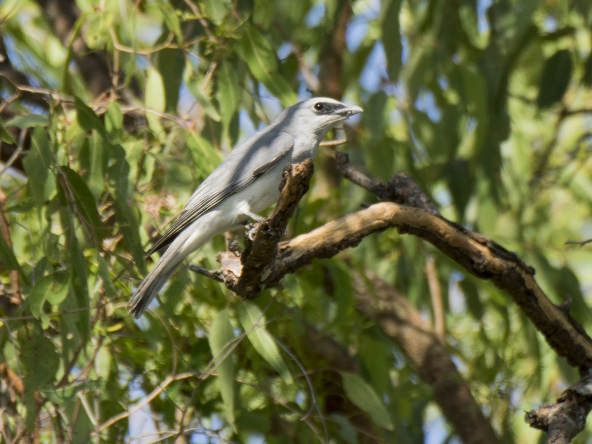 hvitbuklarveeter - ML646251676