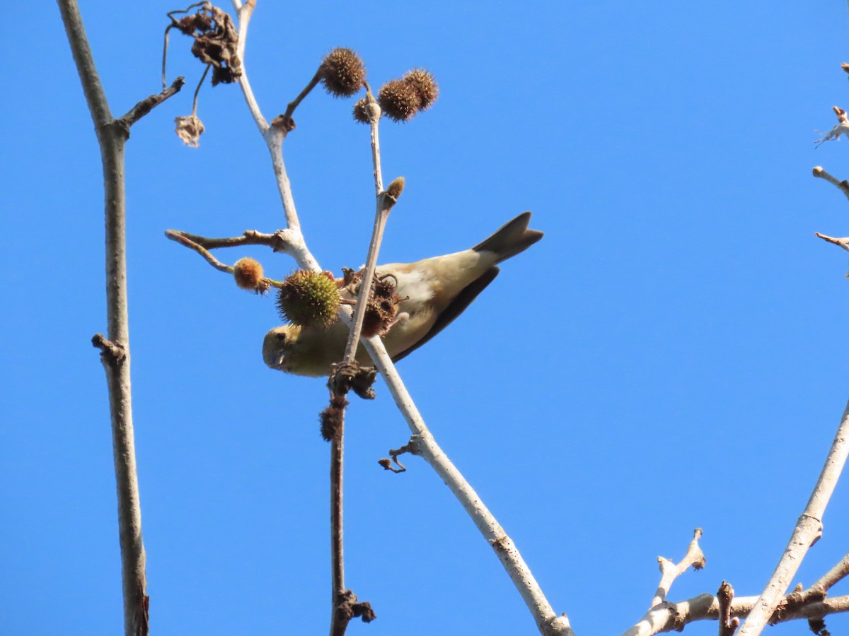 gulstillits - ML646251681