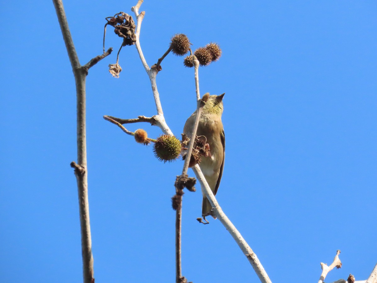 gulstillits - ML646251682