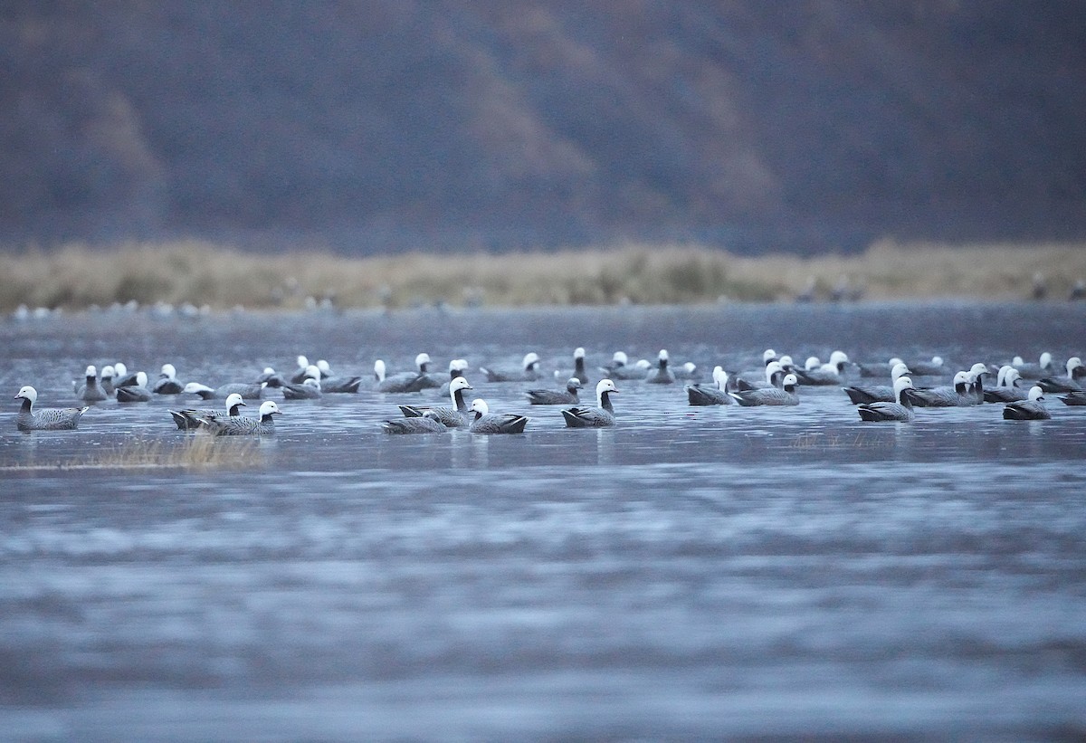 keisergås - ML646251683