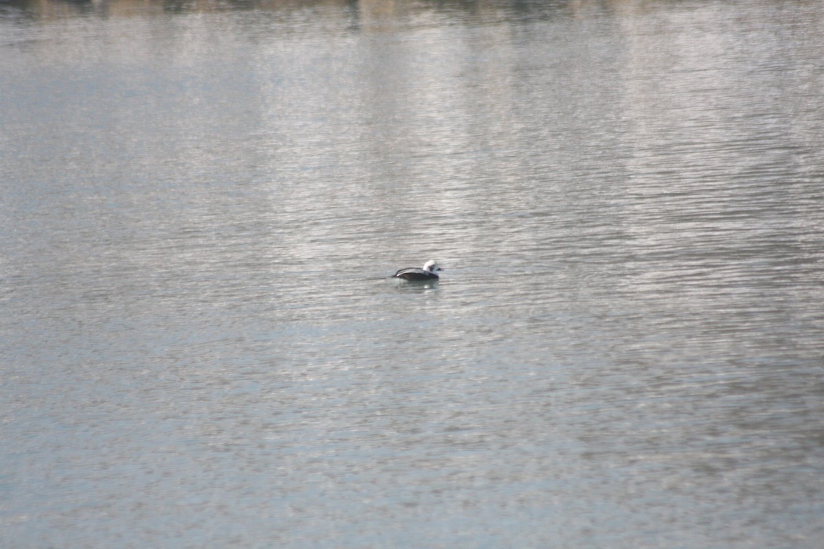 ברווז קרח - ML646251686