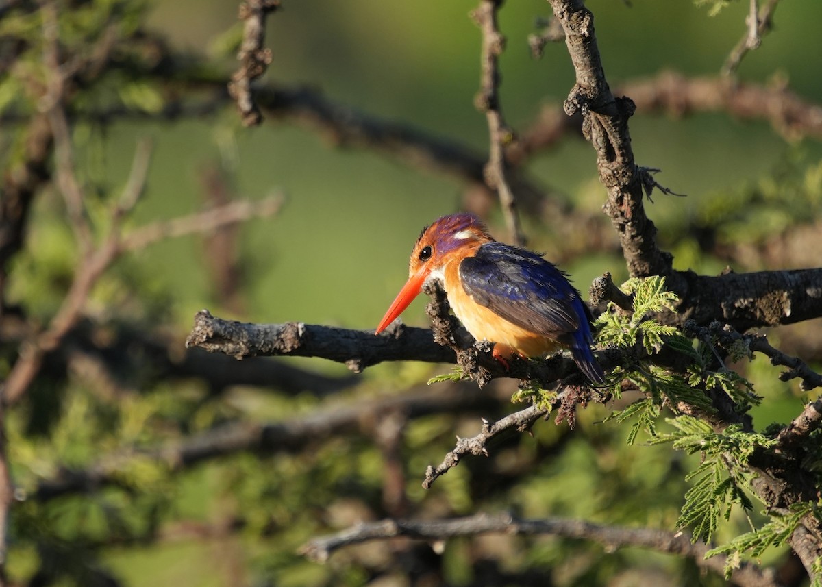 African Pygmy Kingfisher - ML646251688