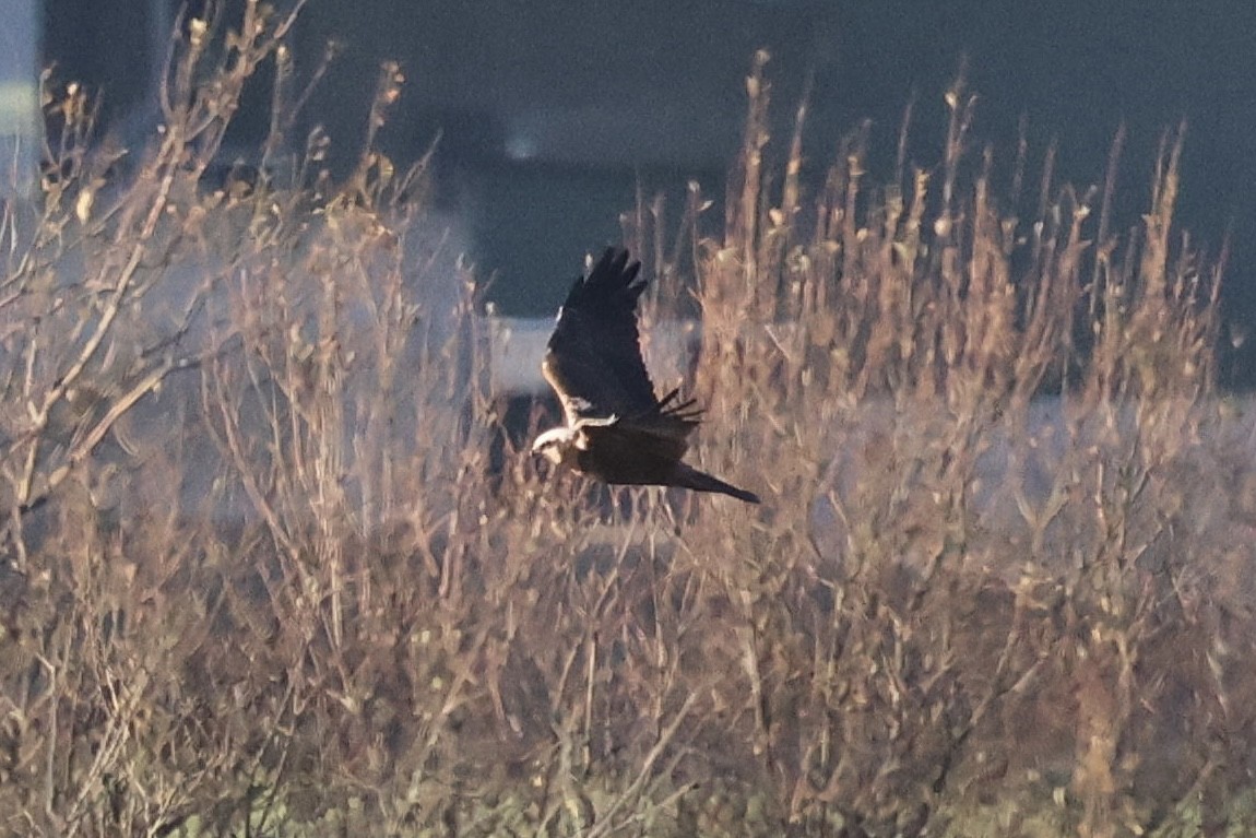 moták pochop - ML646251690