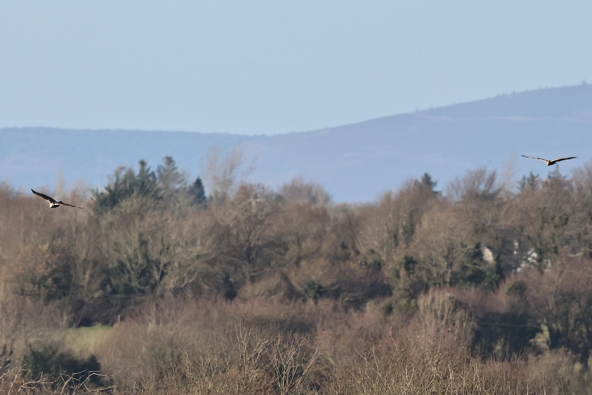 moták pochop - ML646251691