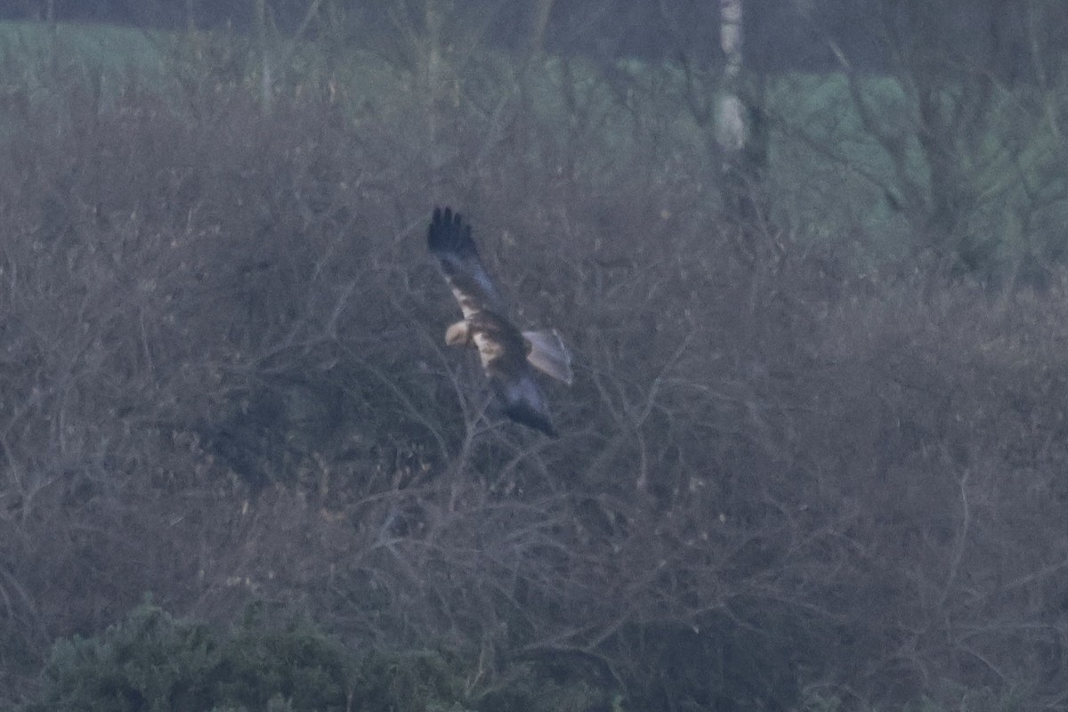 moták pochop - ML646251692