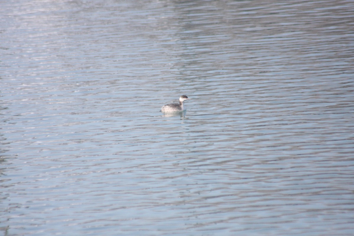 טבלן לבן-לחיים - ML646251693