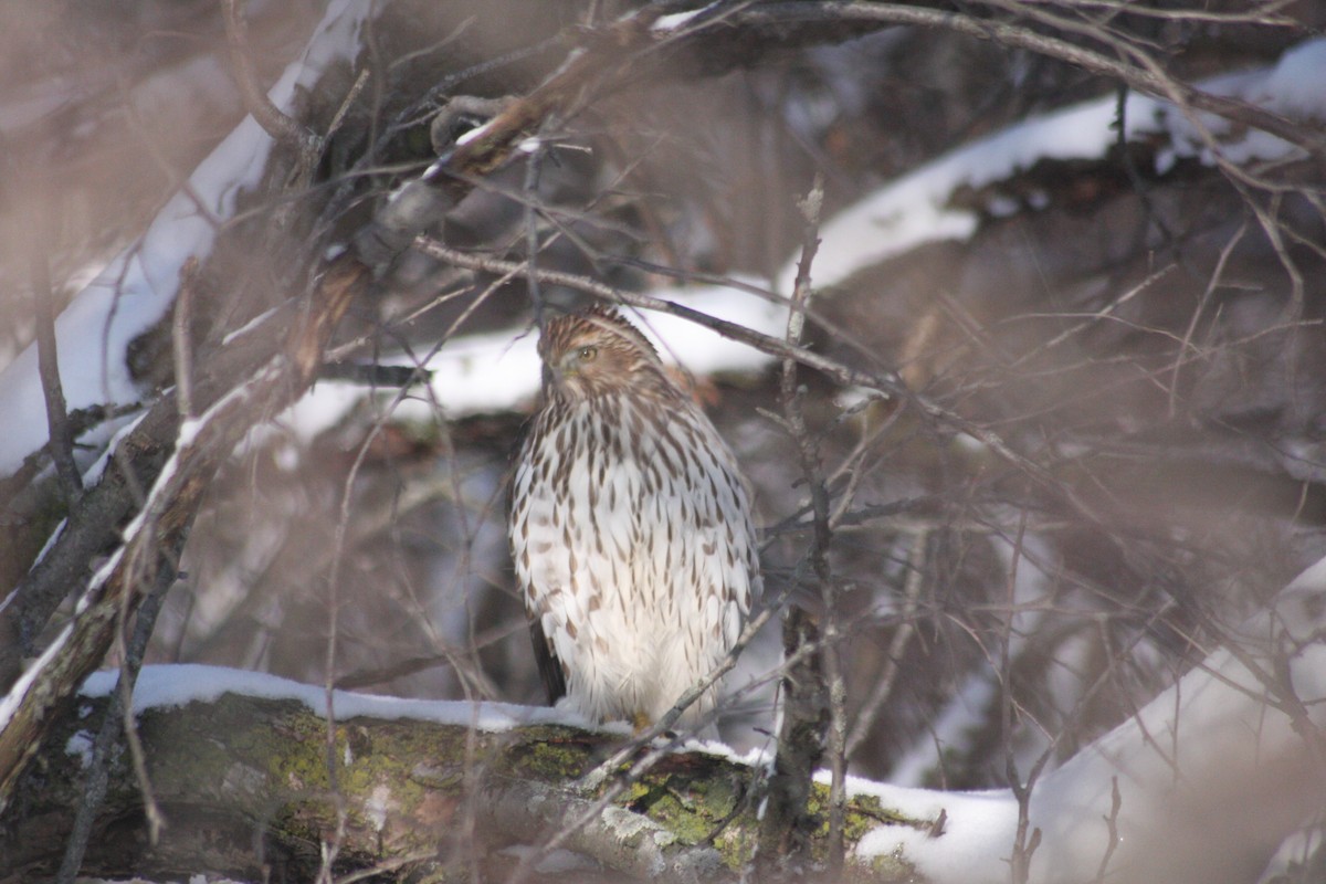 Cooper's Hawk - ML646251698
