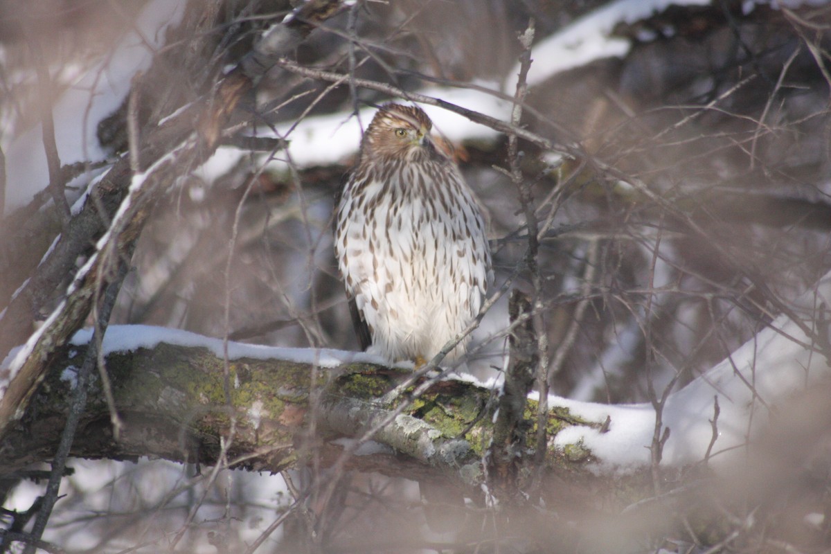 Cooper's Hawk - ML646251699