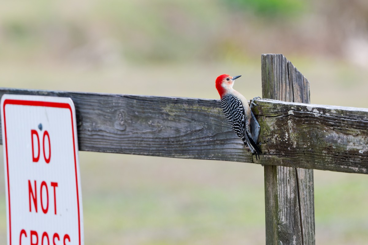 Red-bellied Woodpecker - ML646251700