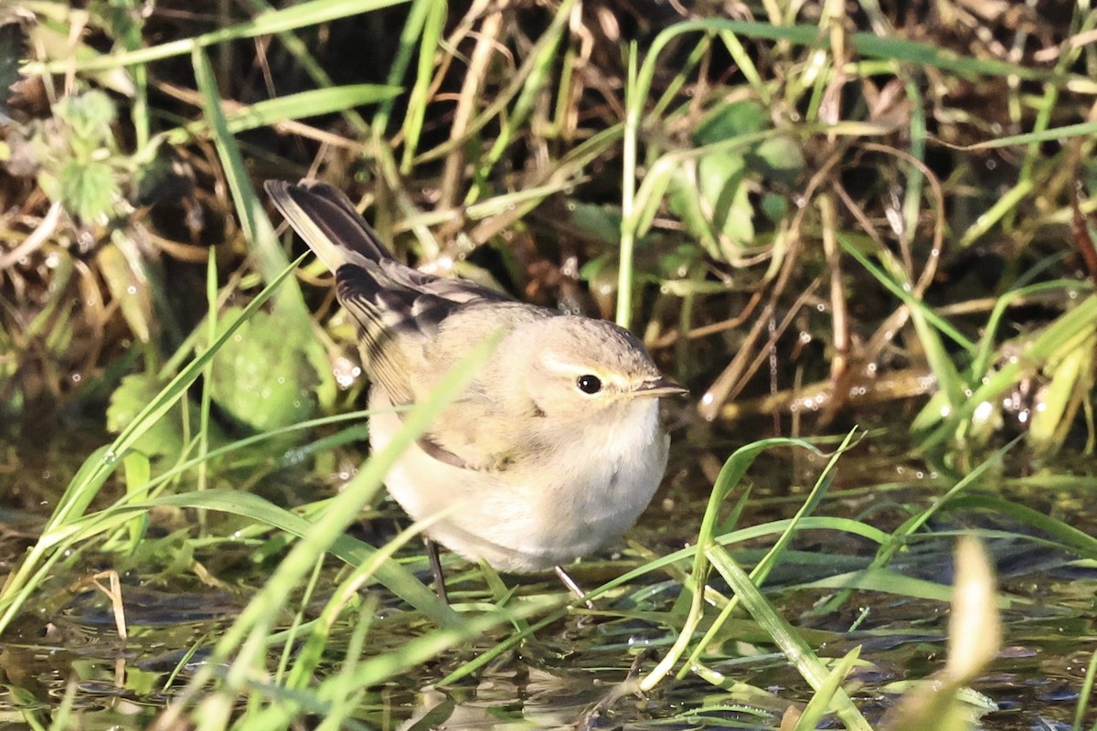 budníček menší (ssp. tristis) - ML646251703
